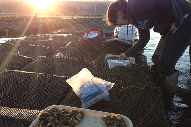Luckily, humans cannot contract the OsHV-1 strain – but it is spreading globally, causing mass mortalities of Pacific oysters