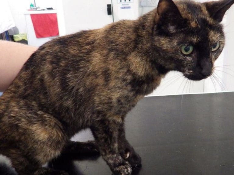 The cat's owner tried to treat her cancer with honey