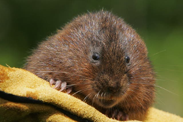 Voles’ relationships suffer when males drink while the females remain sober