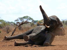 Trump puts unpopular elephant trophy decision on hold