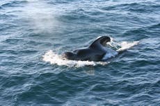 New subspecies of pilot whale discovered thanks to 250-year-old theory