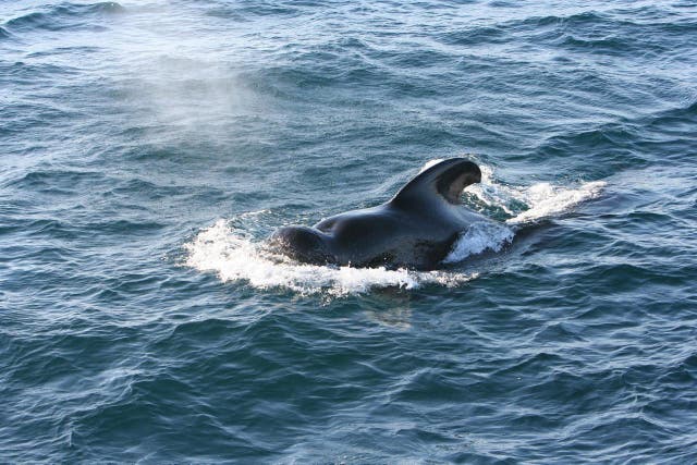 Pilot whales are at risk of dying from ingesting plastics