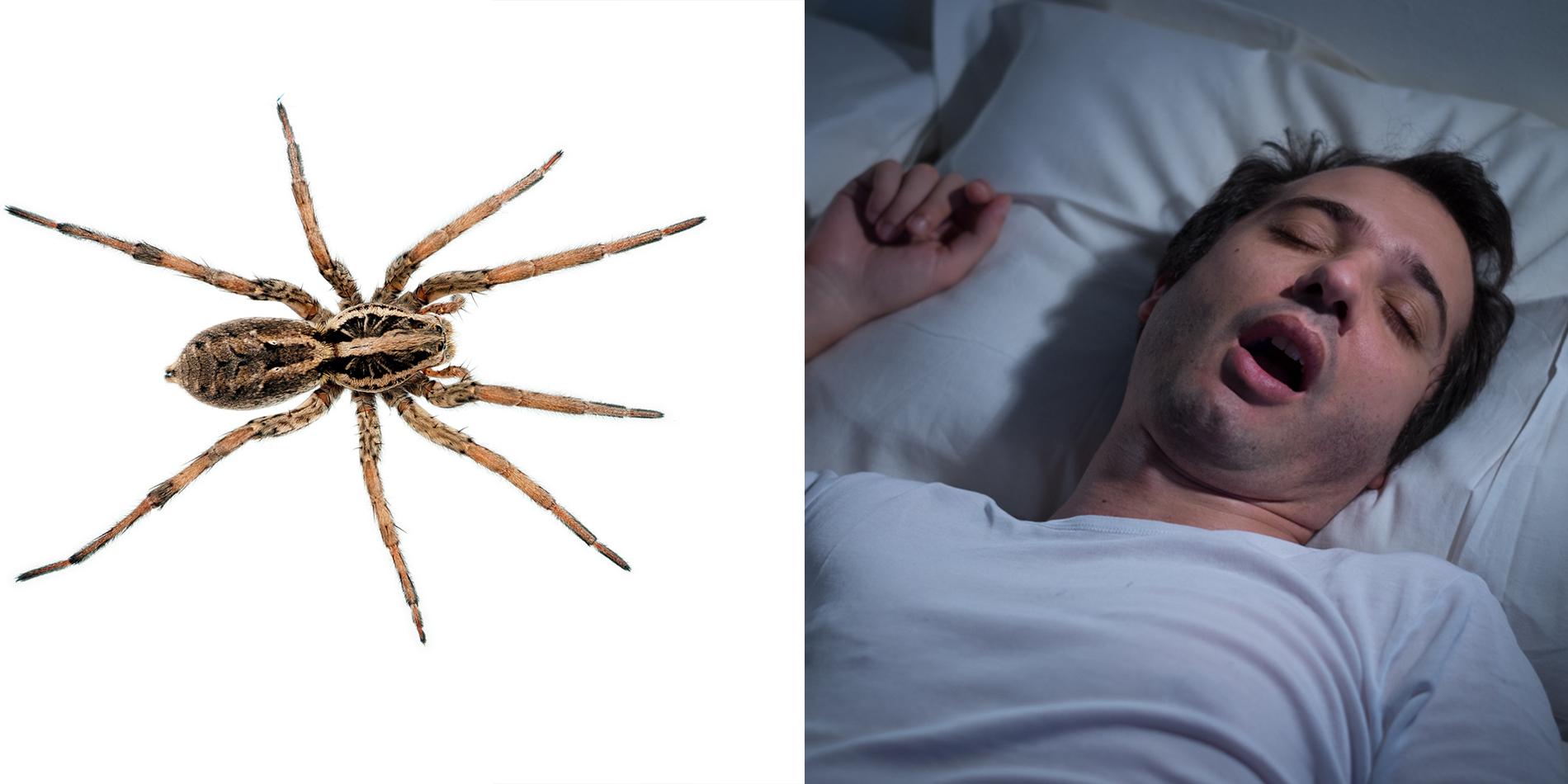 The sickening truth about eating spiders in your sleep | indy100