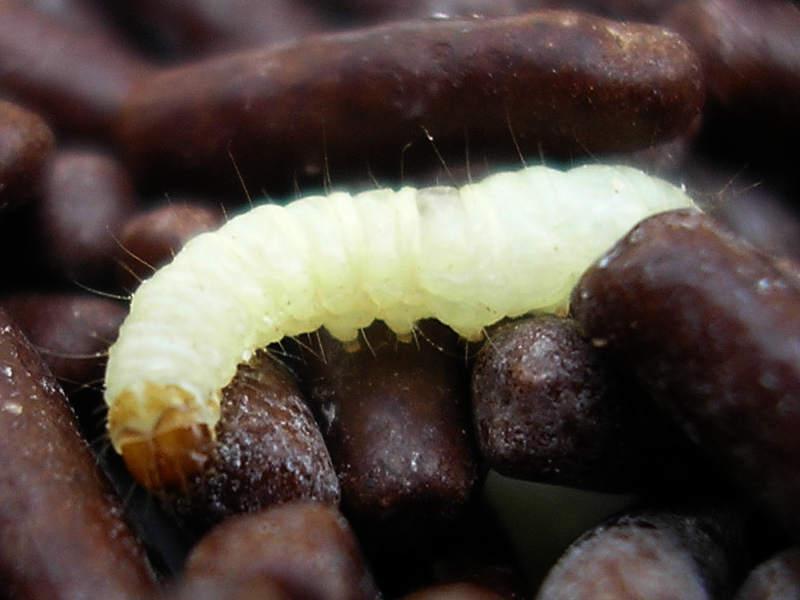Pantry moth larvae eat and digest polyethylene plastic