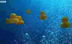 Blue Planet II: 7,000 plastic ducks deliver a sombre message
