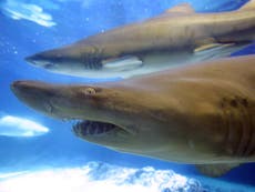 Trump's 'hatred of sharks' brings conservation charity donations