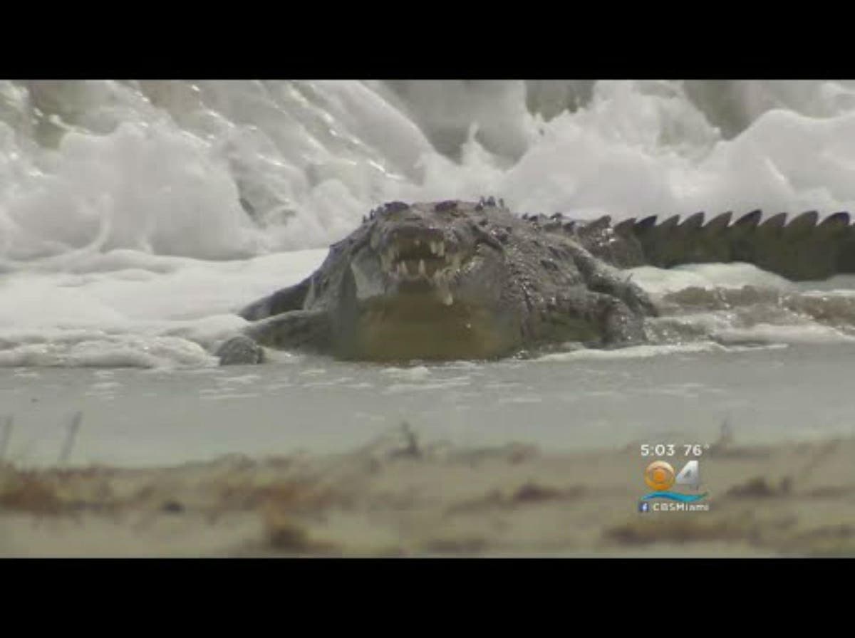 Crocodile spotted on beach in Hollywood, Florida | The Independent