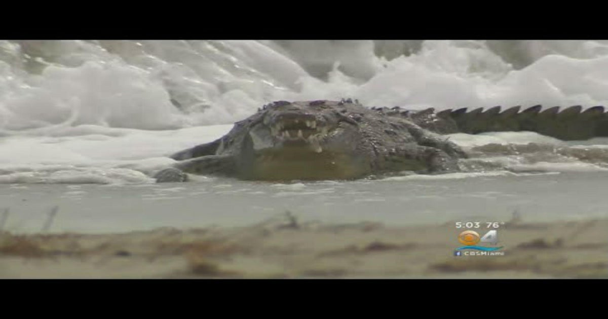 Crocodile spotted on beach in Hollywood, Florida