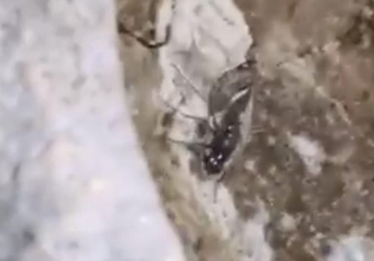 Scientists Discover Diving Flies Using Bubble Submarines To Survive Underwater In California S Lake Mono The Independent The Independent