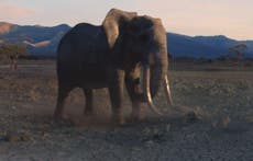 WWF releases Christmas advert to highlight illegal ivory trade