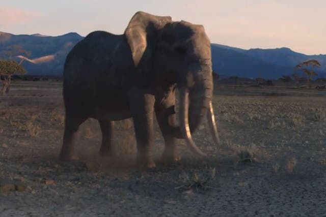 Elephant faces down poachers in WWF Christmas advert
