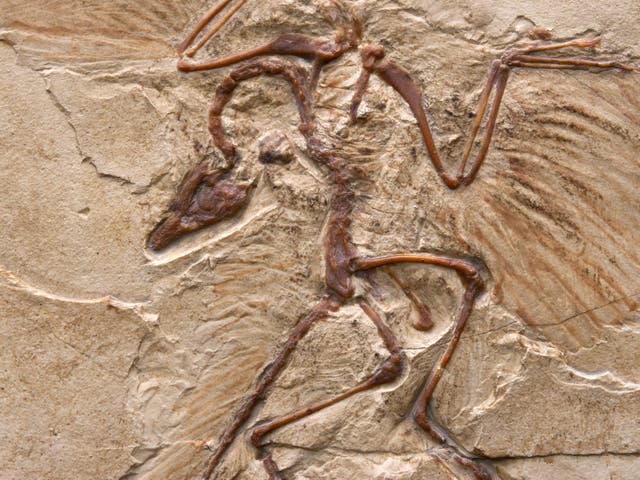 Finding how reptile scales become feathers helps scientists understand how feathered dinosaurs evolved into birds