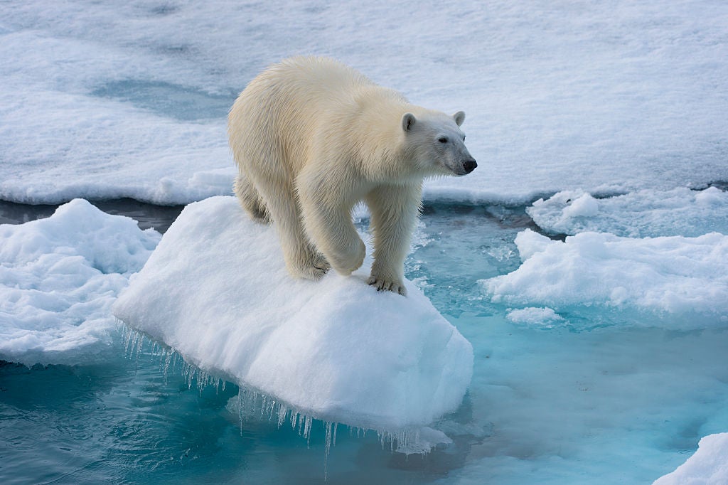 We don’t depend on polar bears for our survival