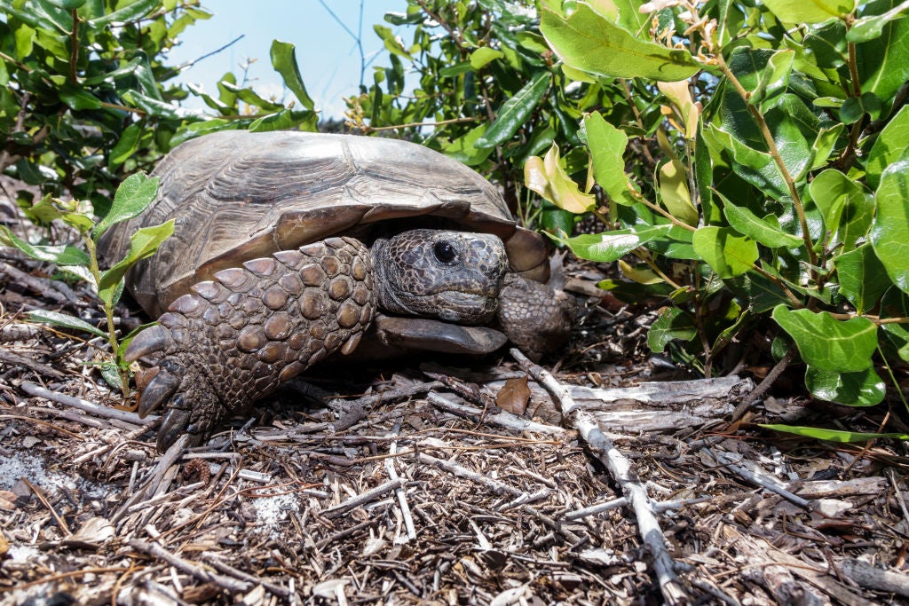 Gopher tortoises are threatened mostly by habitat destruction