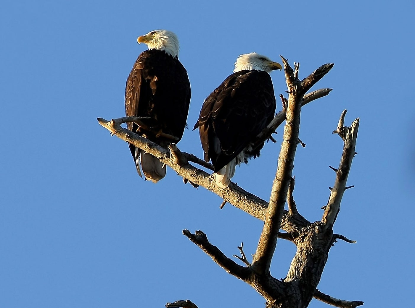 Once-endangered creatures such as bald eagles now flourish