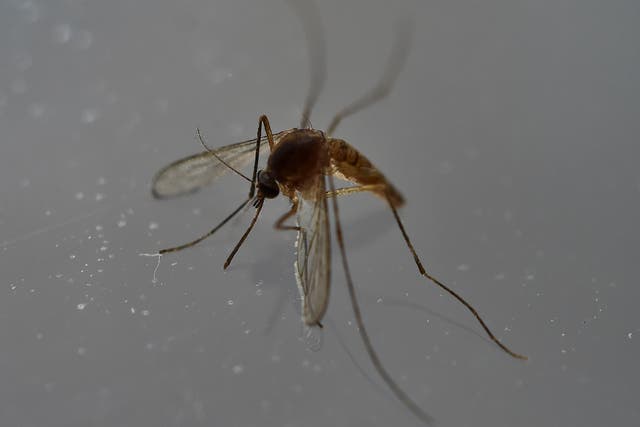 Los expertos afirman que los moscos no son capaces de propagar el virus SARS-CoV-2
