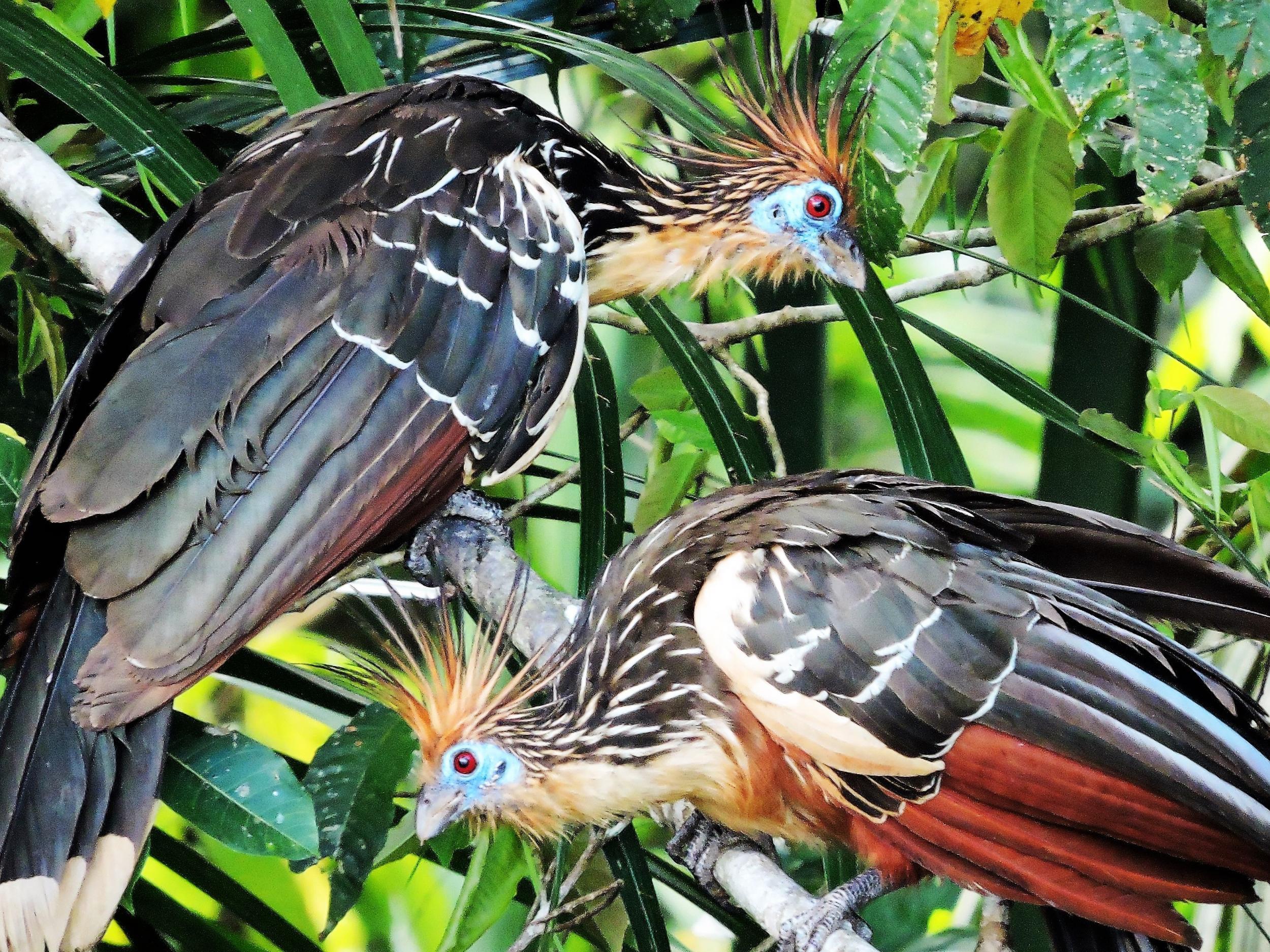 The Madidi jungle boasts incredible biodiversity