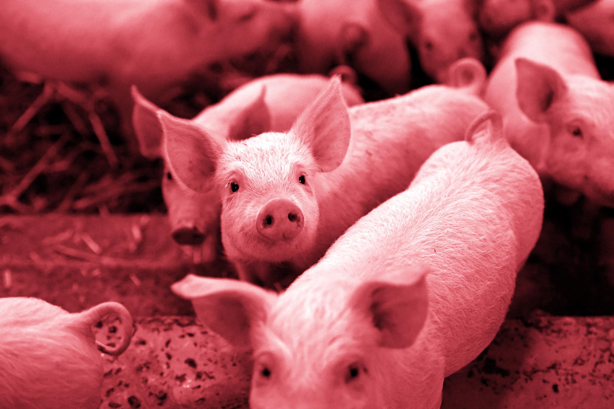 A picture taken in Plelo, western France, on November 10, 2017 shows piglets on straw in a "porc sur paille" sty