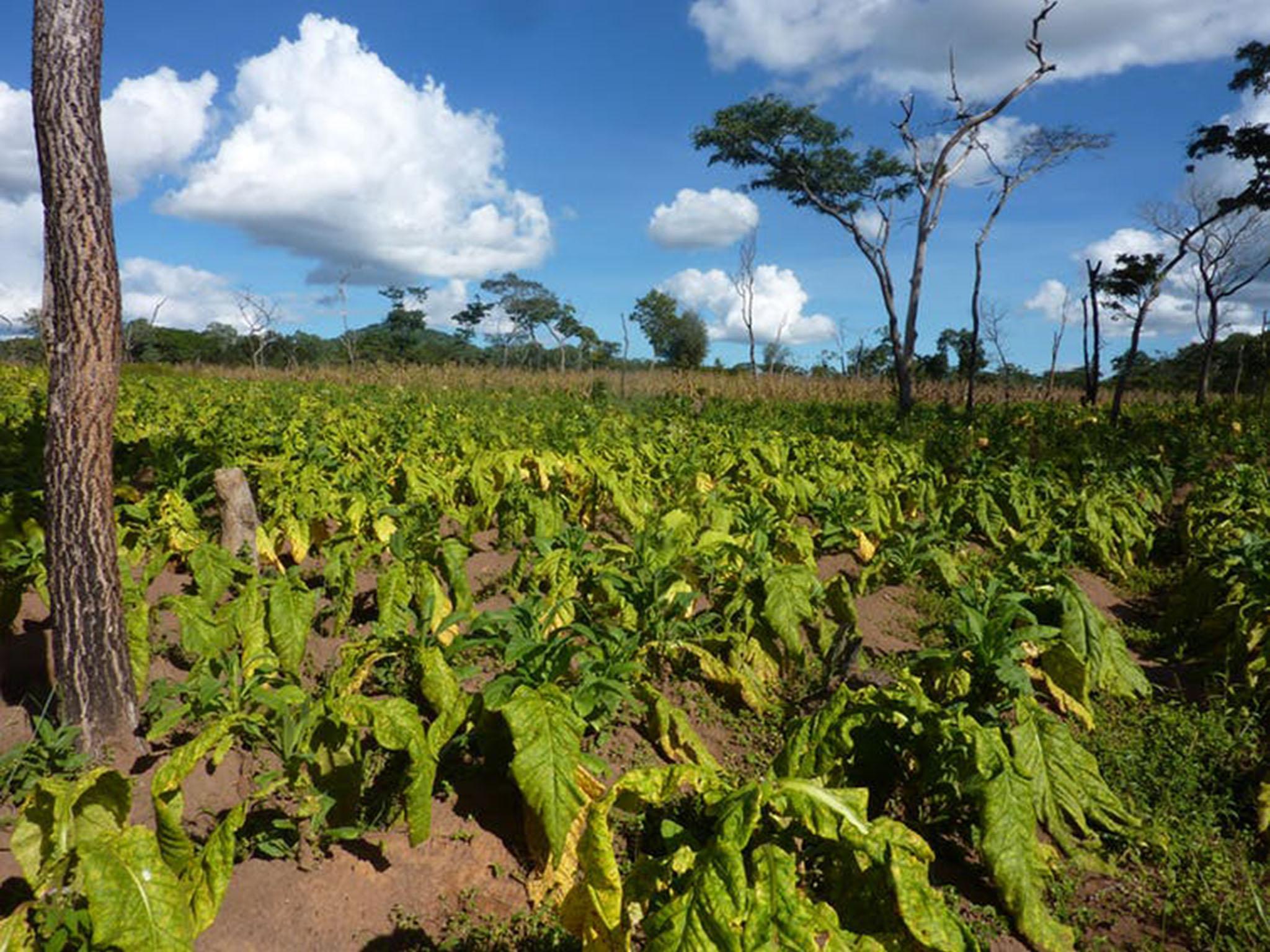 There are few crops people can grow in rural Tanzania to make money and the dominant one is tobacco