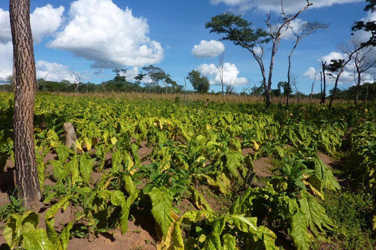 is tobacco farming dangerous Child labour: the industry's smoking gun | Global development Child Labour in Tobacco Growing