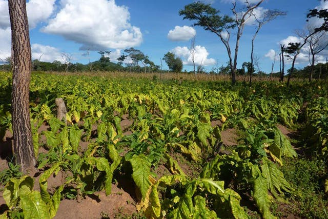  There are few crops people can grow in rural Tanzania to make money and the dominant one is tobacco
