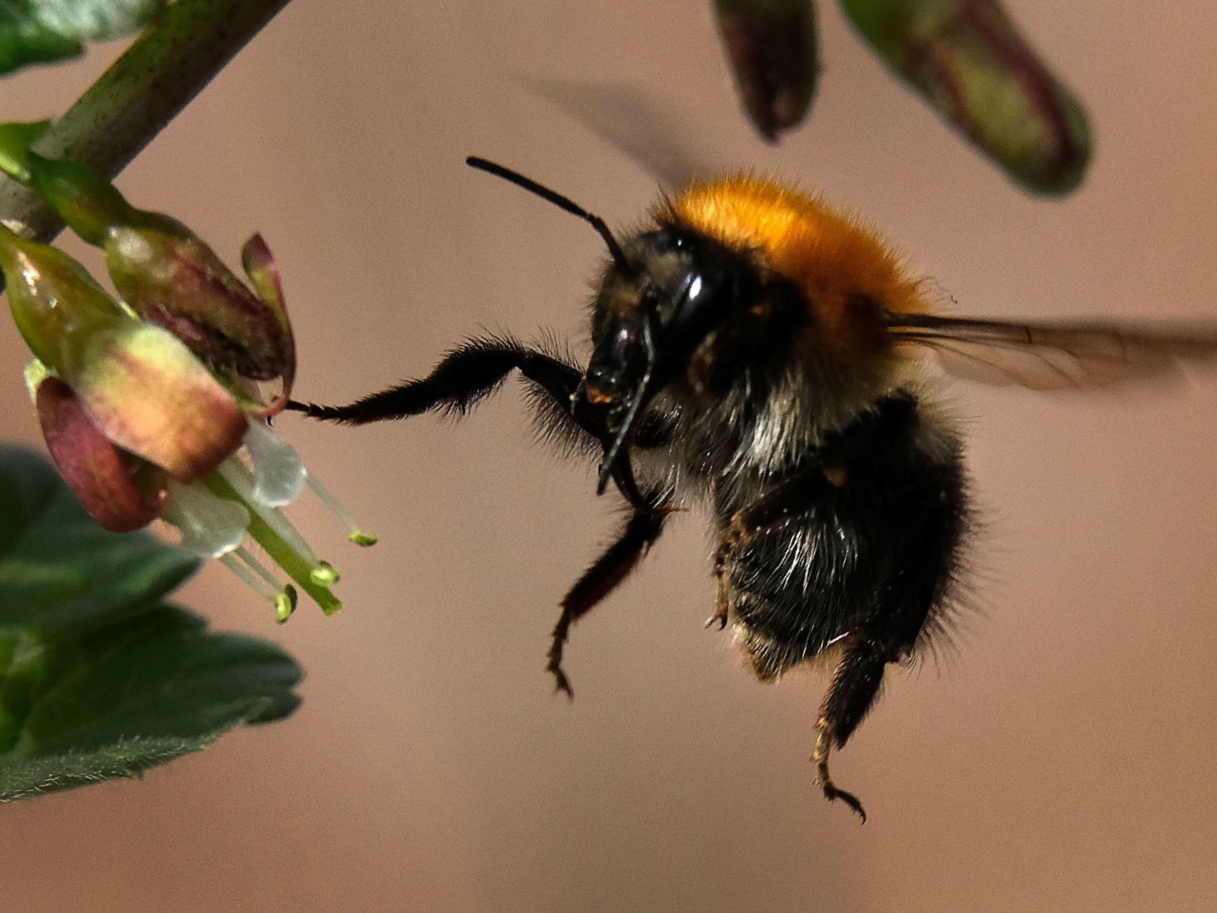 Pesticides could be designed that don't affect bumblebees