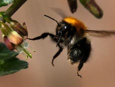 Bee-friendly insecticides closer to reality