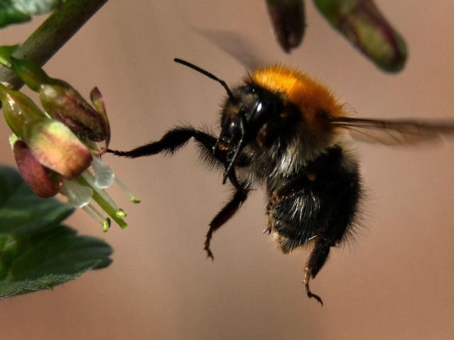 Pesticides could be designed that don't affect bumblebees