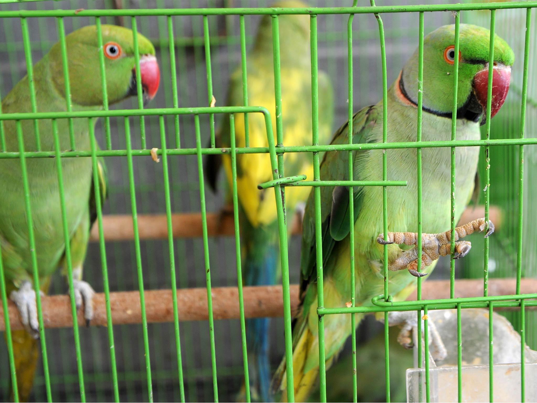 Parakeets now have establised wild populations in the UK after first being imported as pets