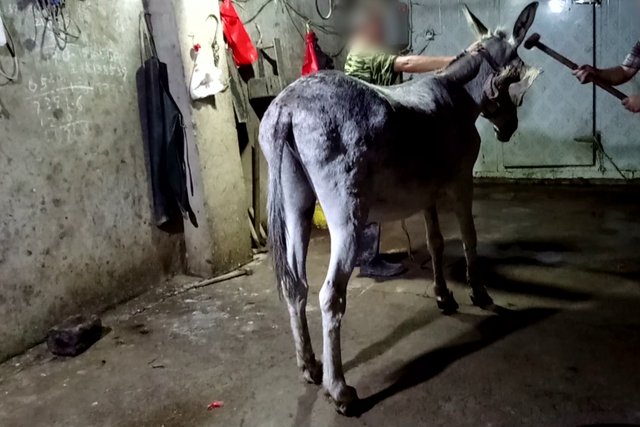 At least 1.8 million donkey hides are traded a year