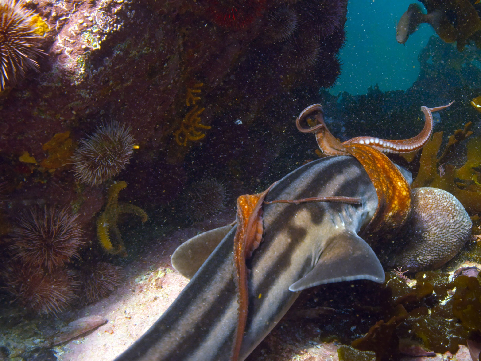 A common octopus fights off an attack by a pyjama shark: the defender may sacrifice a limb to survive, but a bite to the head could prove fatal