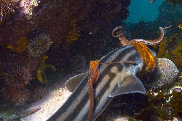 A common octopus fights off an attack by a pyjama shark: the defender may sacrifice a limb to survive, but a bite to the head could prove fatal