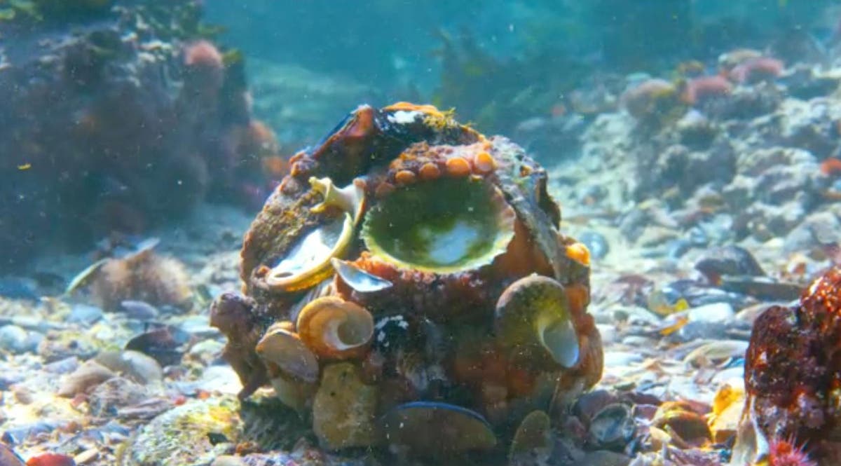 Blue Planet 2: Octopus discovered making armour out of shells for the ...