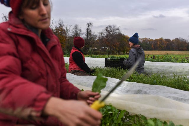 From left: Liz Whitehurst, Rachel Clement and Foster Gettys pick and weigh greens at Owl’s Nest Farm, Maryland