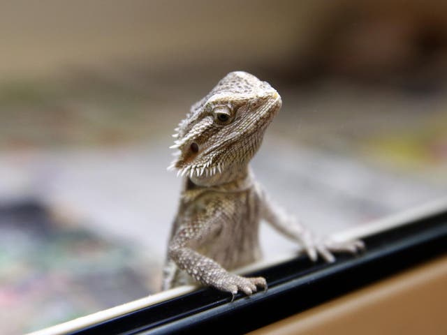A bearded dragon looks out from its tank at the Royal Society for the Prevention of Cruelty to Animals (RSPCA) reptile rescue centre on May 29, 2015 in Brighton, England.