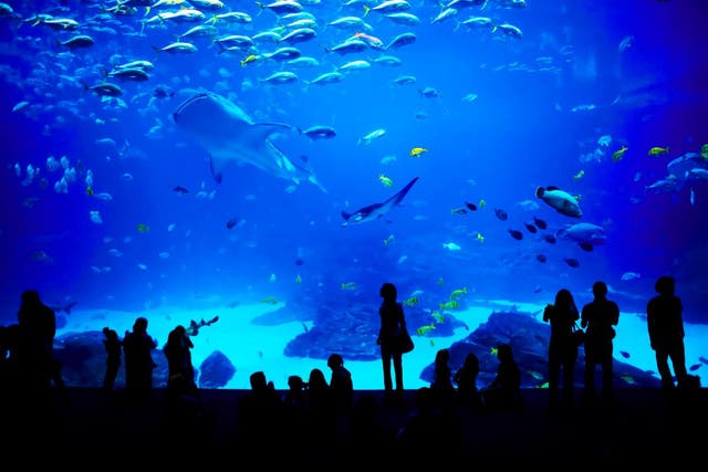 The marine park will host a range of sea animals