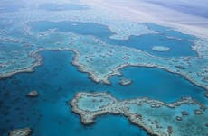 This is how the Great Barrier Reef can survive