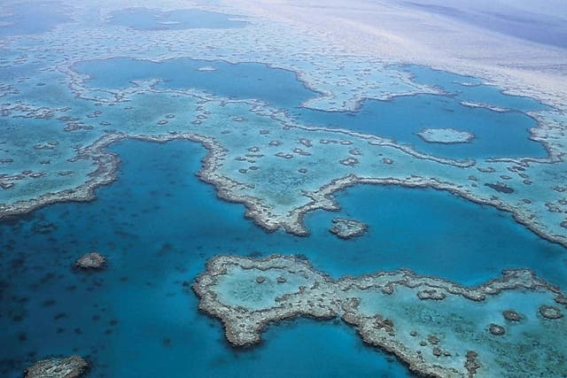 Expert Richard Fitzpatrick thinks there's still hope for the Great Barrier Reef