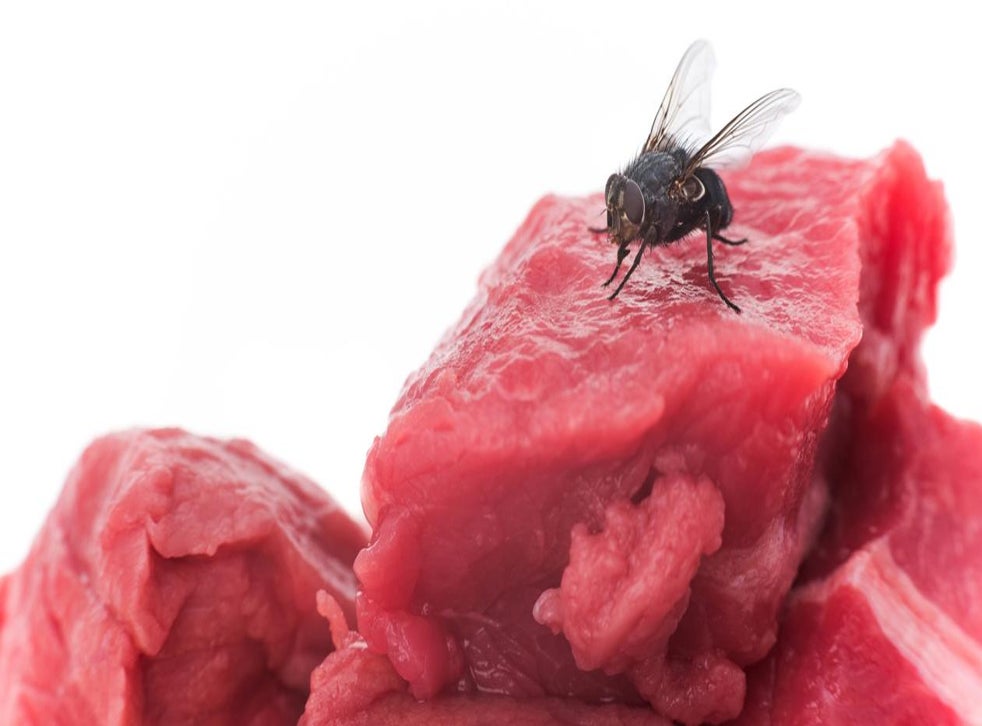 The disgusting reason you should never ever eat anything that a fly has