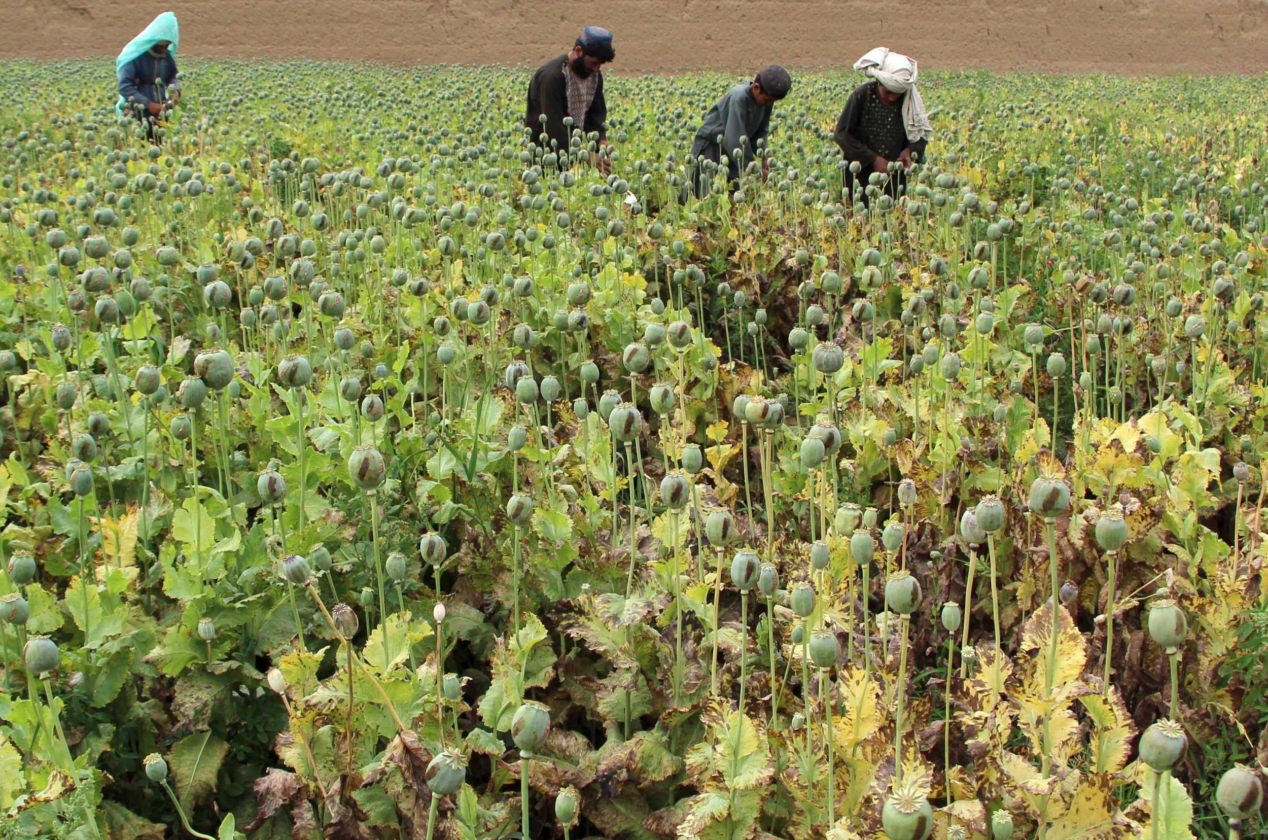Afghan farmers work on a poppy field in the Gereshk district of Helmand province