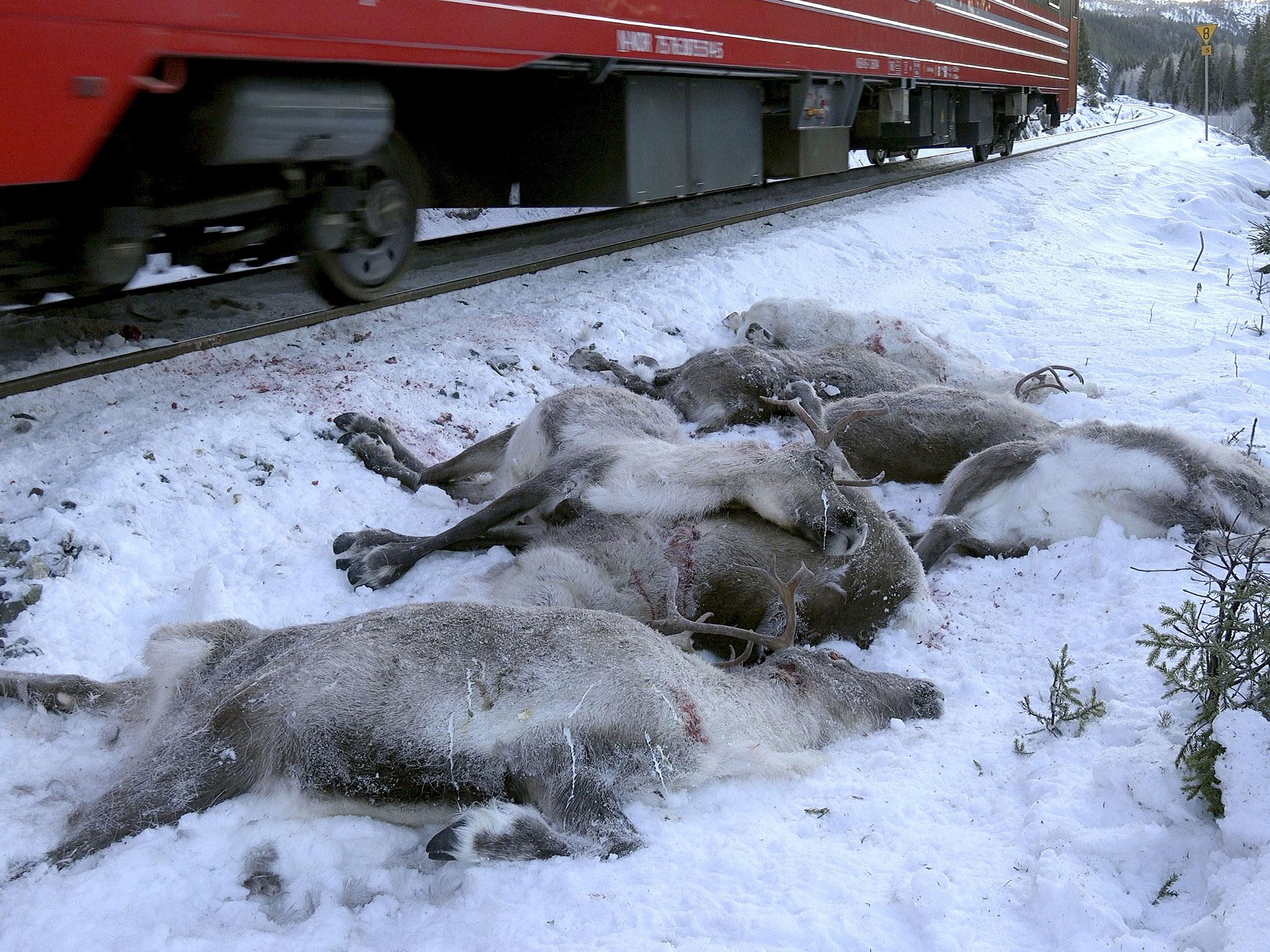 A train passes by dead reindeer near Mosjoen, Norway