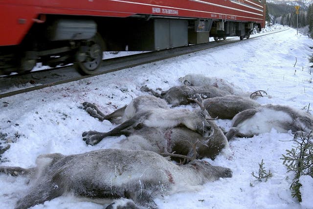 A train passes by dead reindeer near Mosjoen, Norway