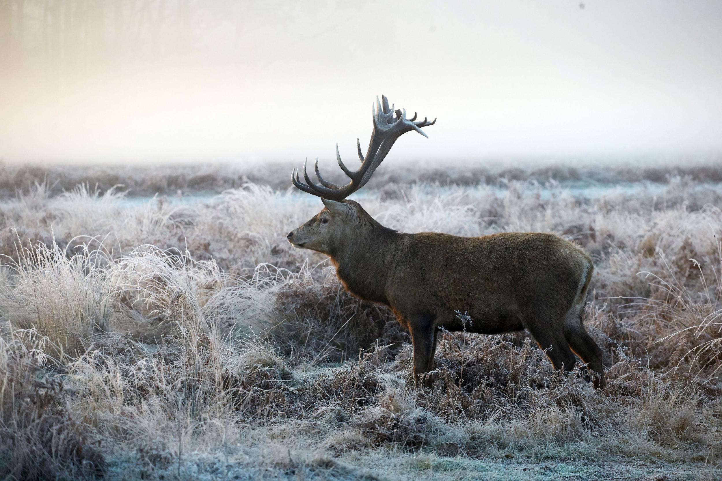 Cold snap warning: A deer in frost-covered grass in Richmond Park, south west London