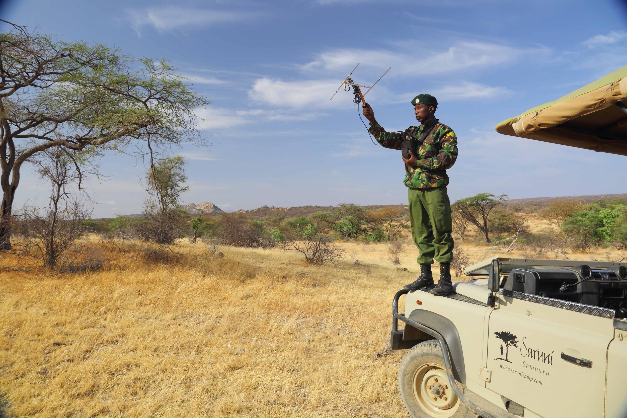 Tracking the rhinos is no mean feat