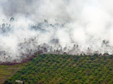 Firms have ‘no chance’ of meeting pledges on palm oil deforestation