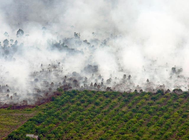 Just one of the 11 traders that supply much of the global palm oil market has so far made any “meaningful” commitment to protect forests