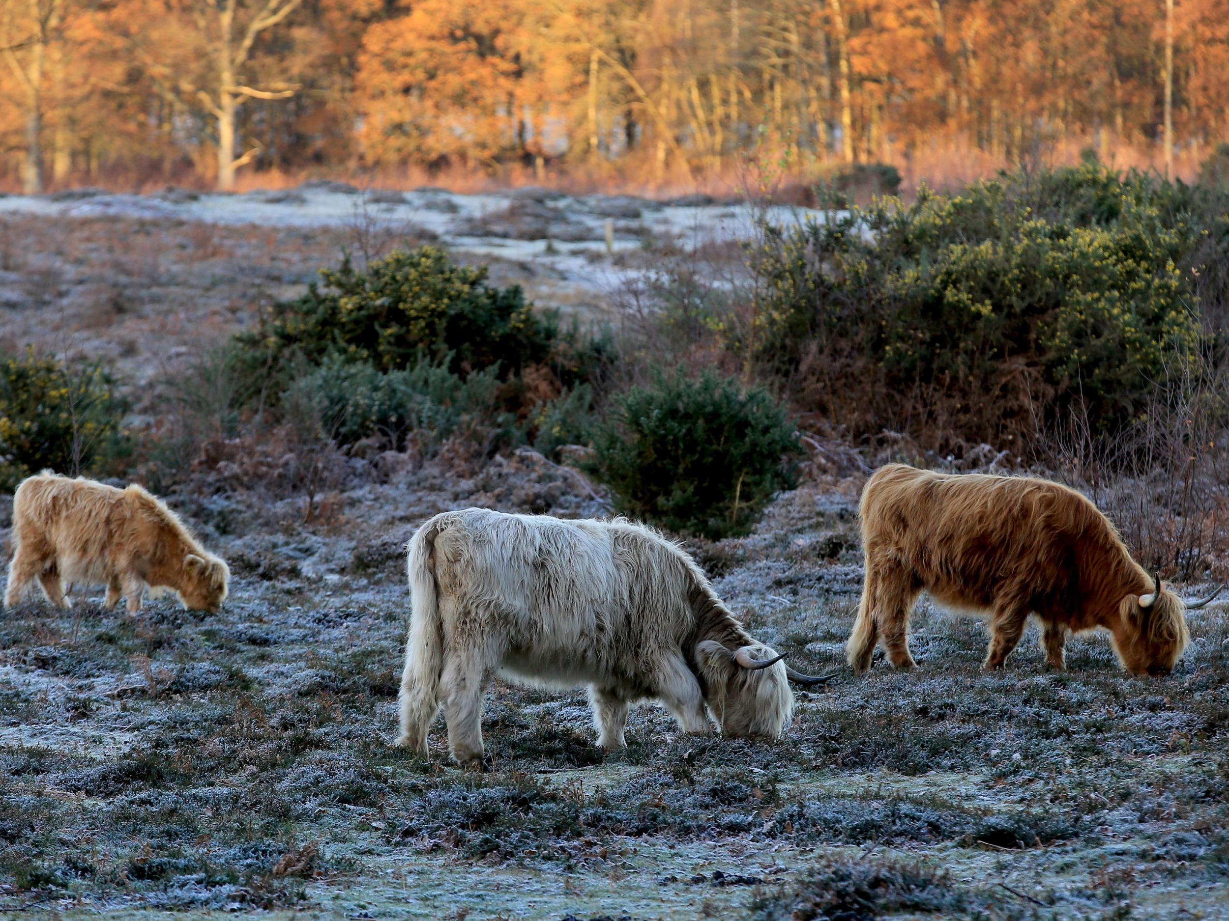 Highland cattle graze on heathland during a frosty morning near Ashford, Kent, as parts of Britain woke to another icy morning after biting temperatures hit overnight