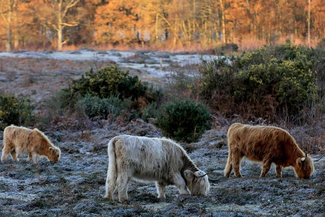Highland cattle graze on heathland during a frosty morning near Ashford, Kent, as parts of Britain woke to another icy morning after biting temperatures hit overnight
