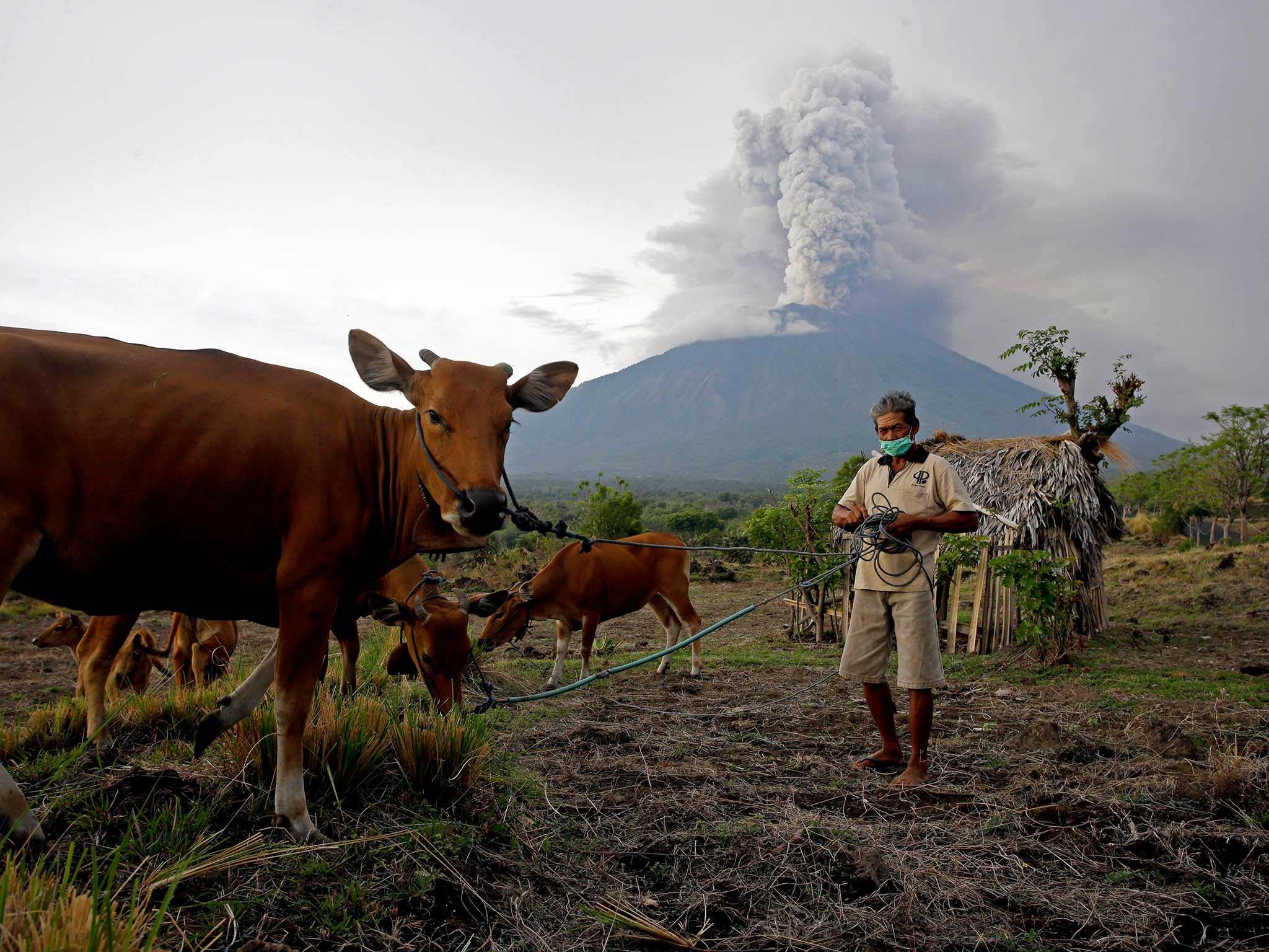 A villager takes his cows to a field with Mount Agung volcano erupting in the background