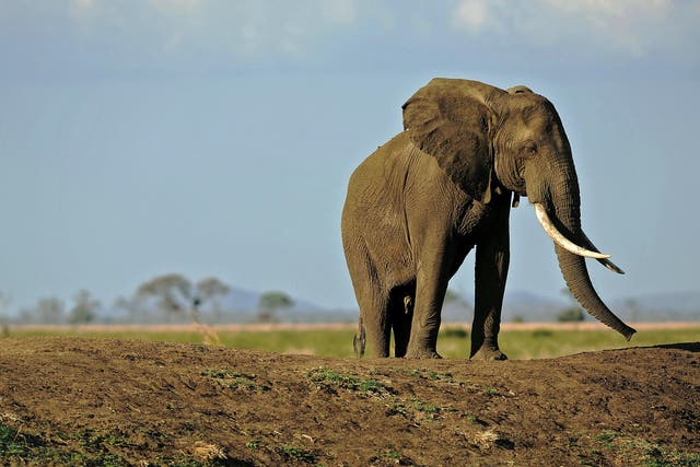 About 20,000 elephants are being slaughtered annually due to the global demand in ivory